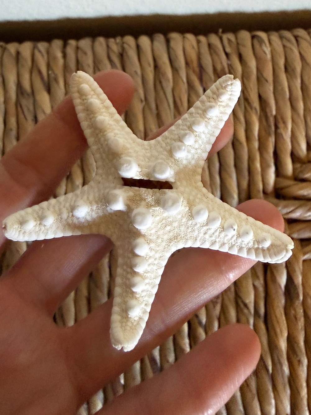 New White Natural Starfish photo document holder event home Decor